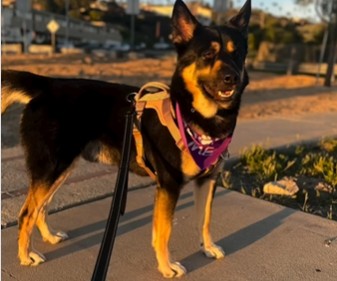 Benito the dog