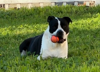 Boogie the dog