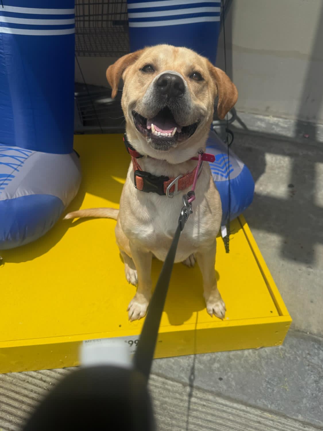 Dexter the dog