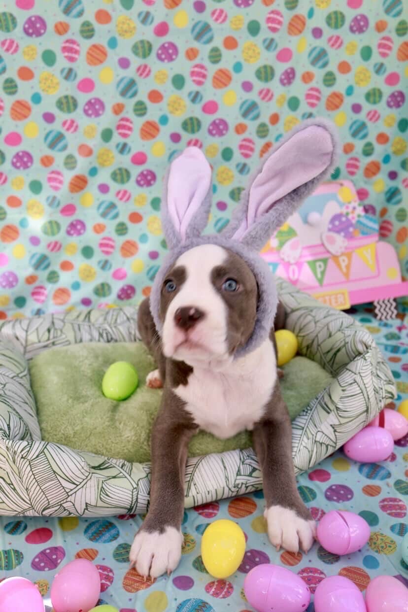 Rescue puppy wearing Easter bunny ears