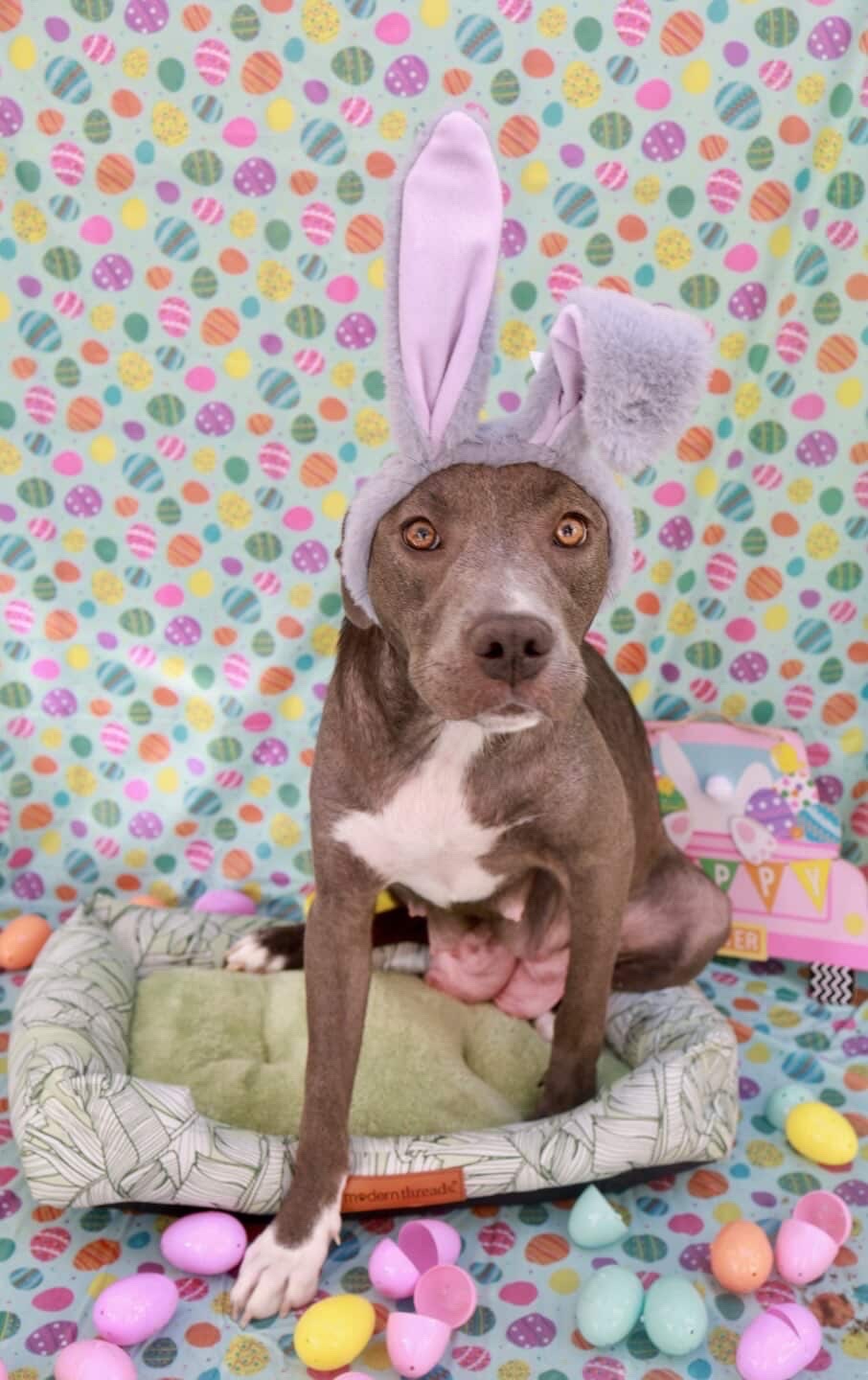 Rescue dog celebrating Easter