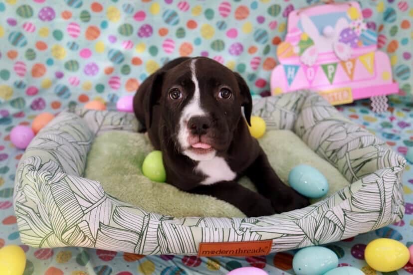 Small rescue puppy with Easter decorations