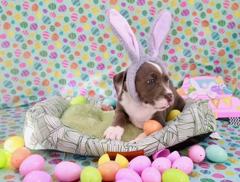 Easter celebration rescue animal photo 5