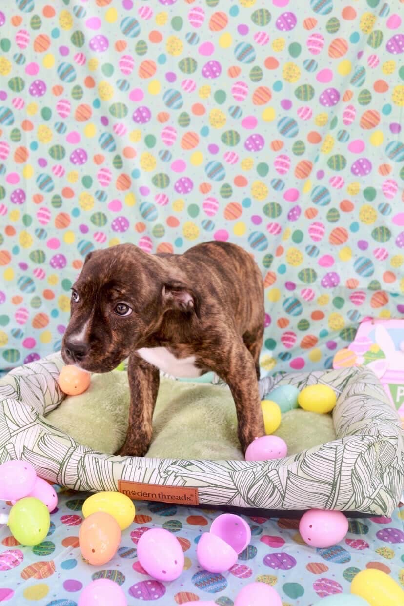 Brindle rescue puppy with Easter eggs