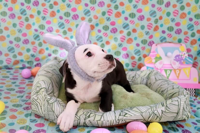 Easter celebration rescue animal photo 7