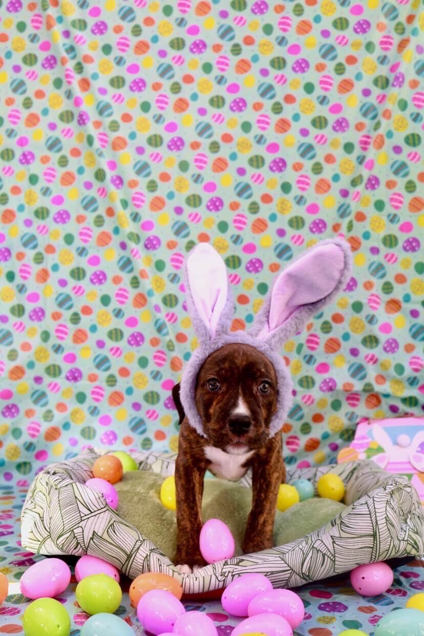 Easter celebration rescue animal photo 9