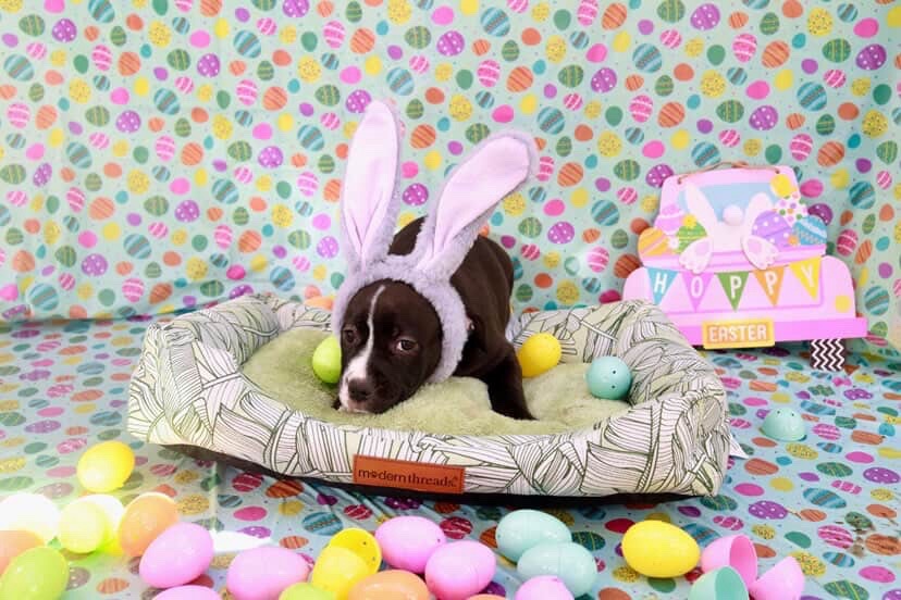 Easter celebration rescue animal photo 10