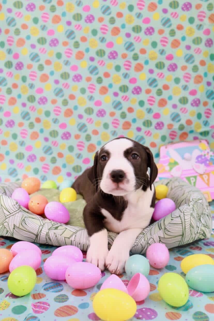 Easter celebration rescue animal photo 12