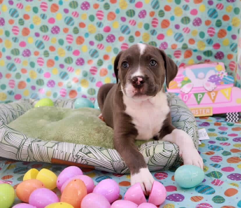 Easter celebration rescue animal photo 13