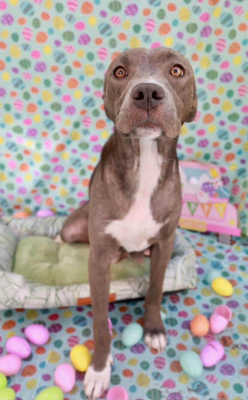 Easter celebration rescue animal photo 14