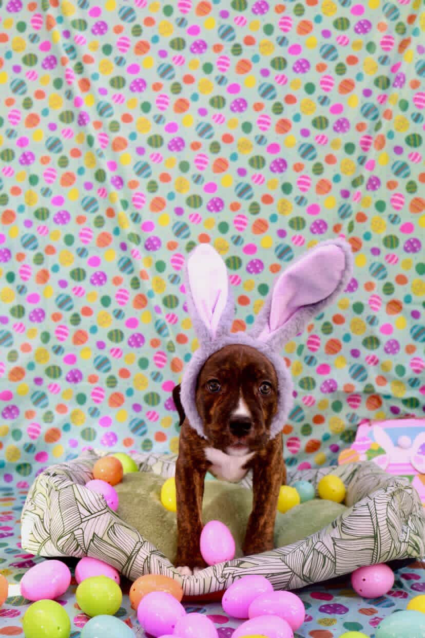 Easter celebration rescue animal photo 15