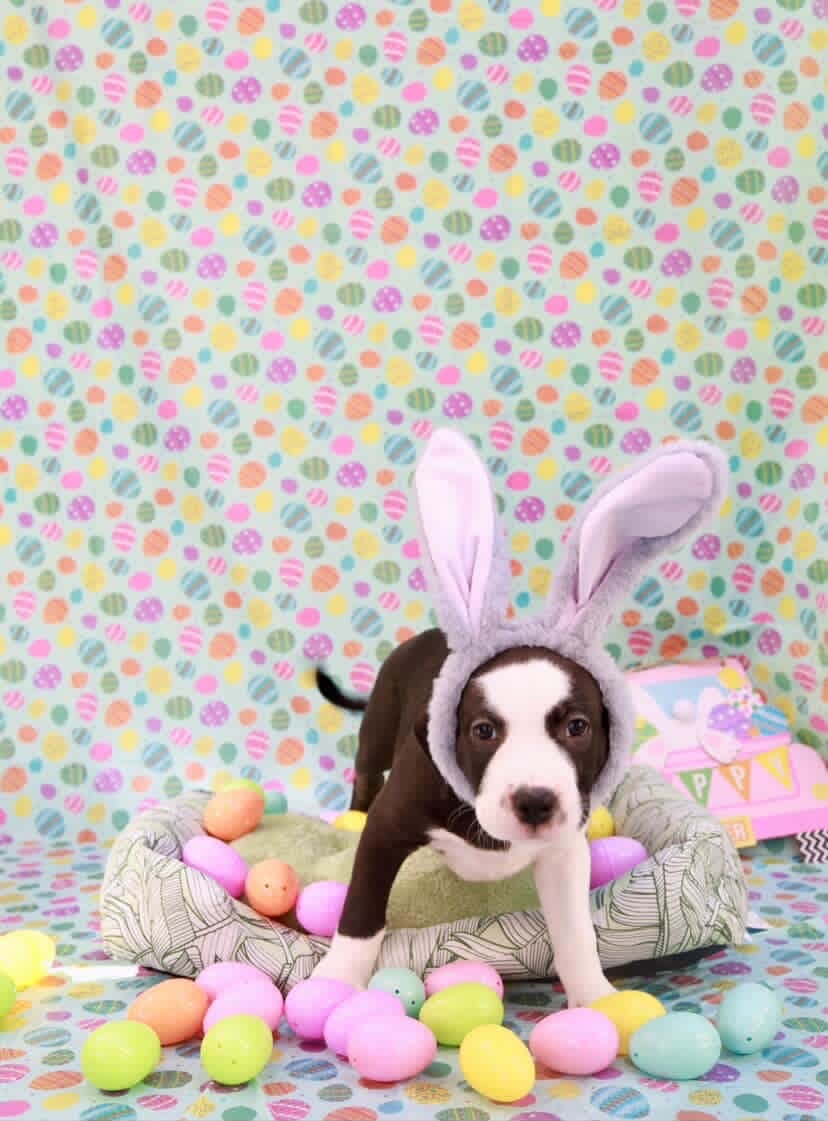 Easter celebration rescue animal photo 16