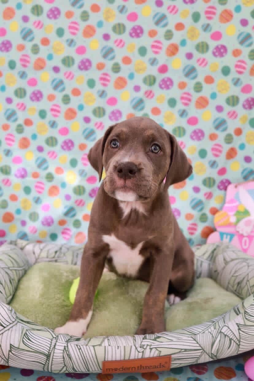 Easter celebration rescue animal photo 19