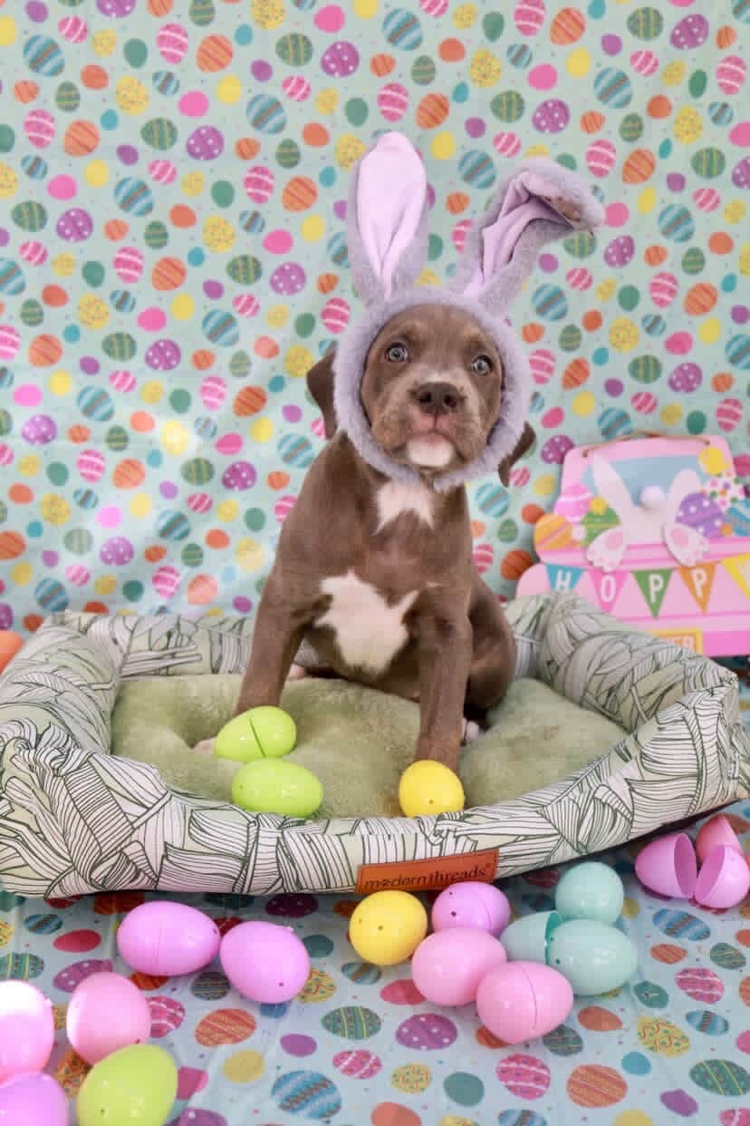 Easter celebration rescue animal photo 21