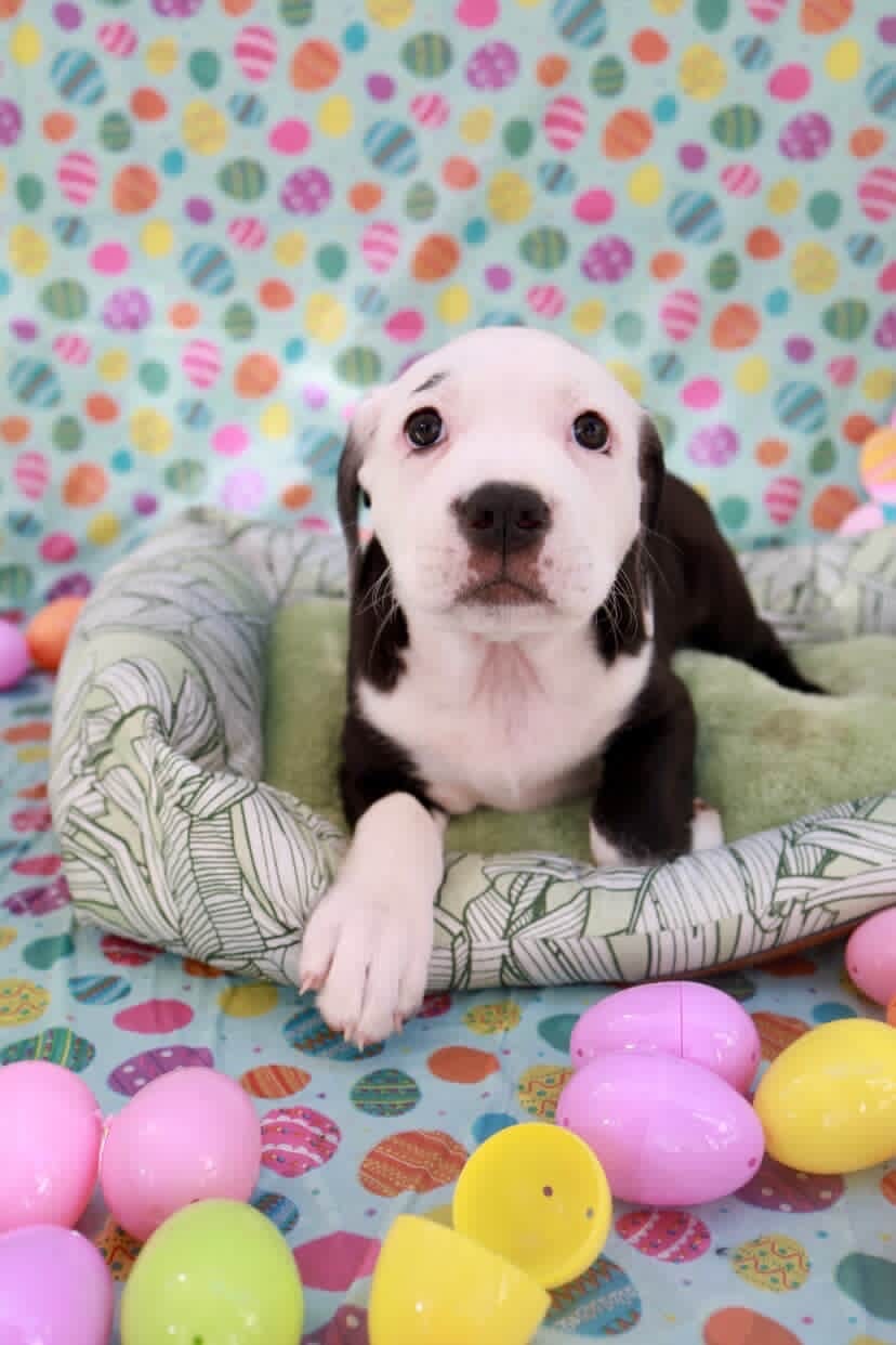 Easter celebration rescue animal photo 22