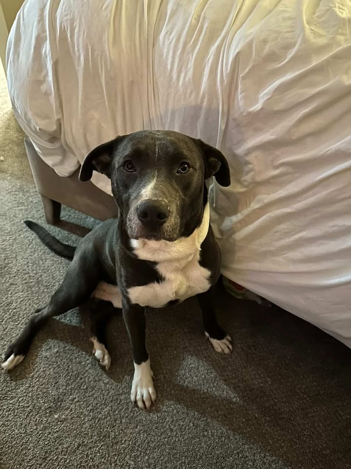 Bosco the dog