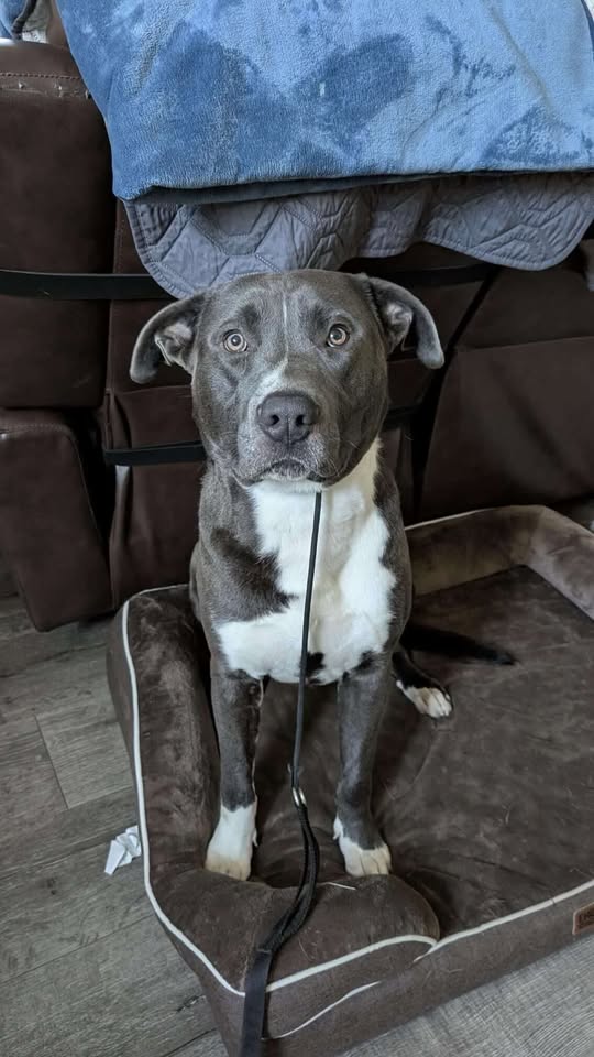 Rescued dog looking at camera