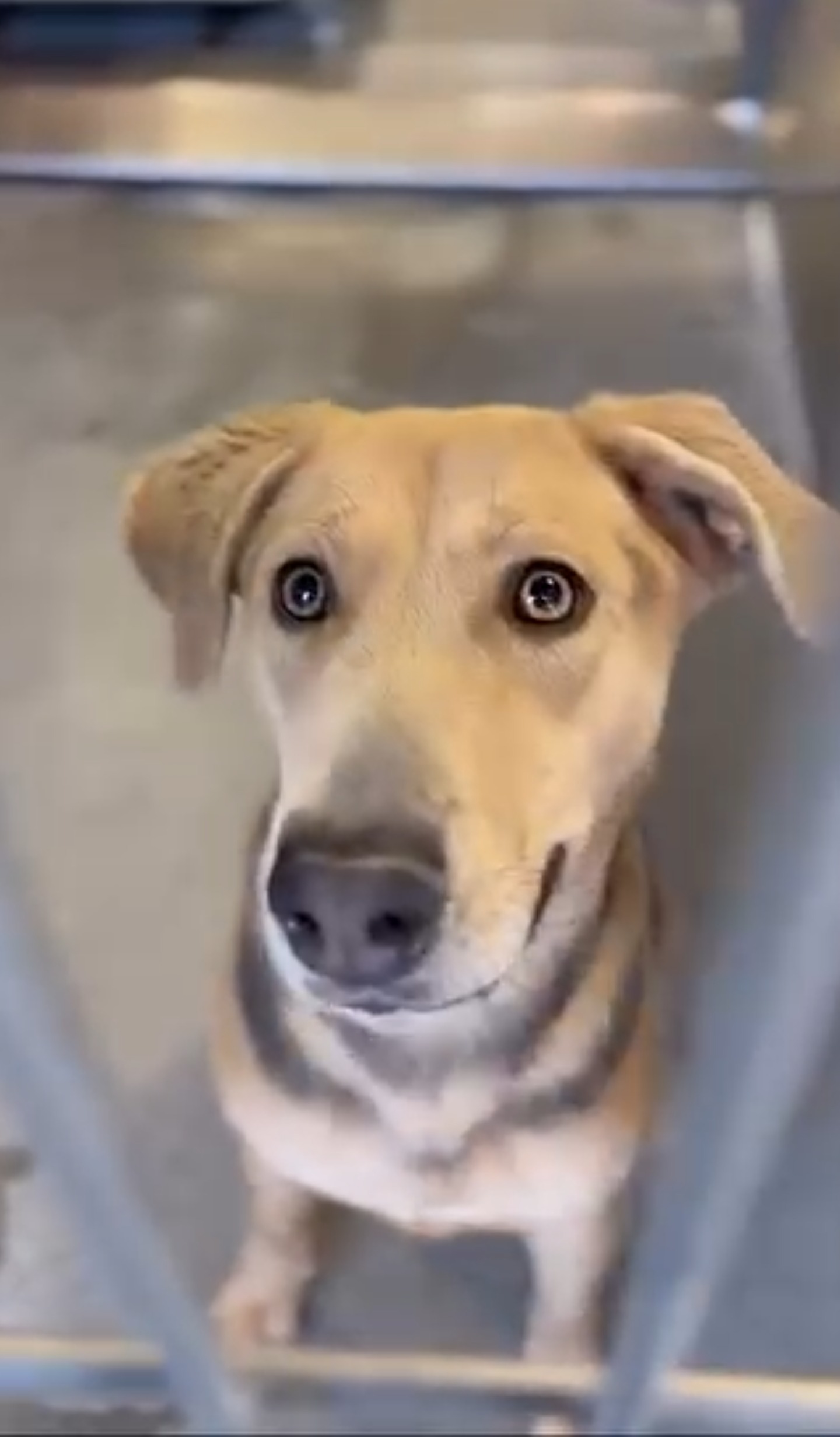Lulu the dog