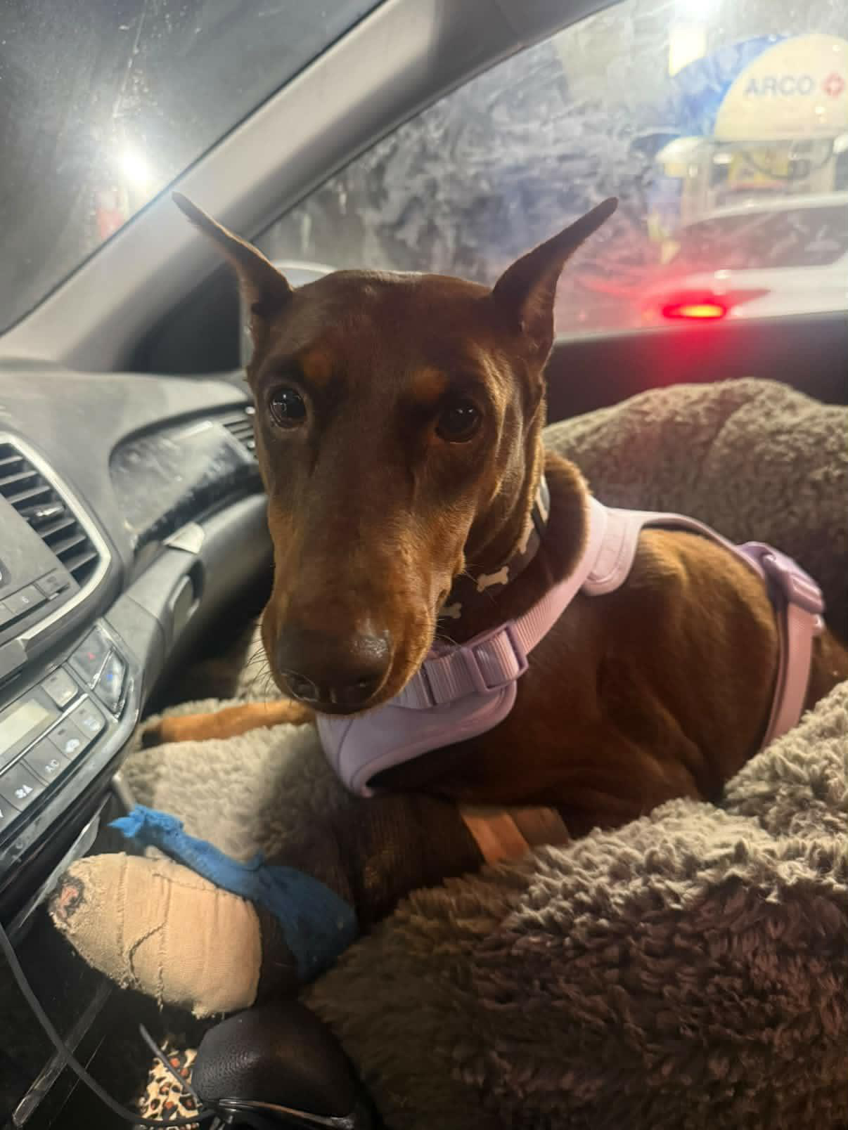 Lana adoptable animal