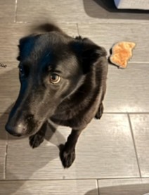Luna the dog