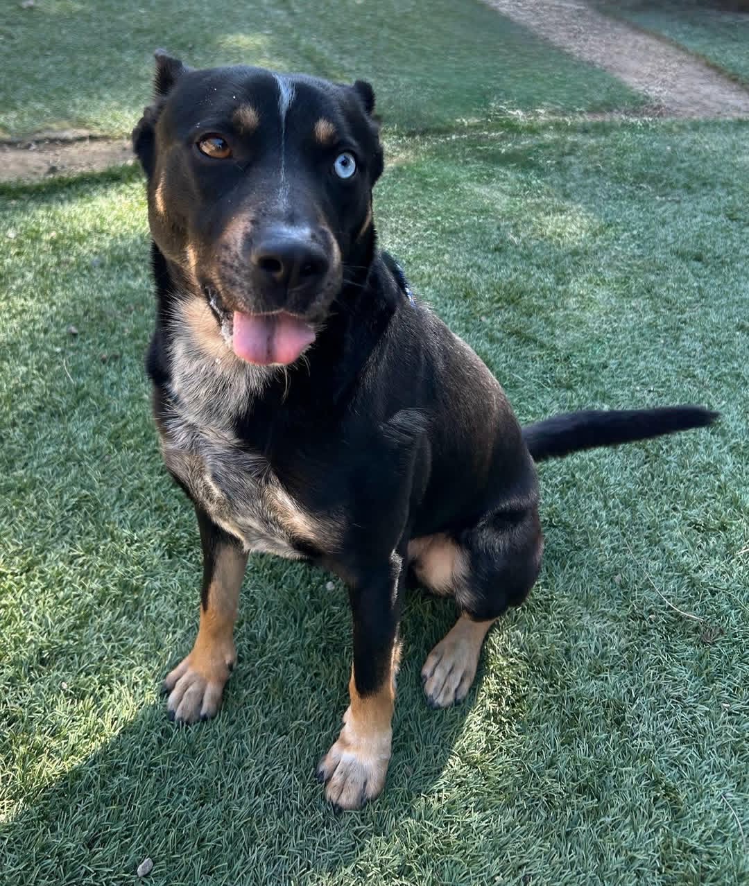 Mac the dog