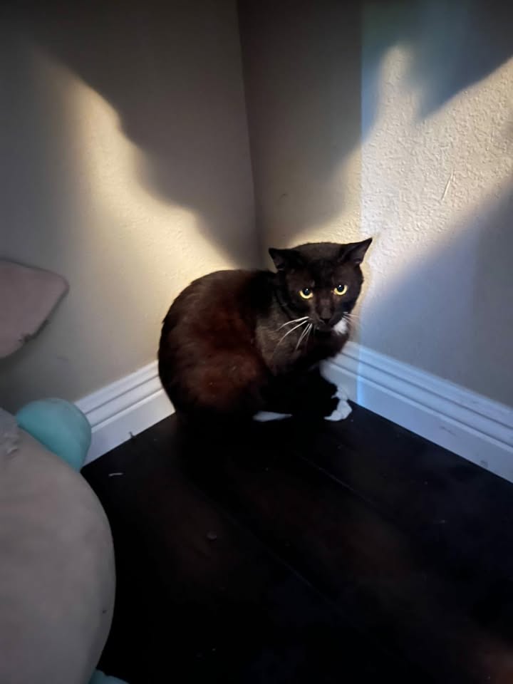 Mino the cat