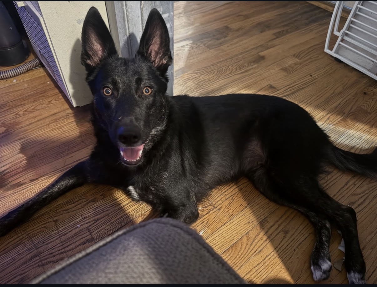Nova the dog