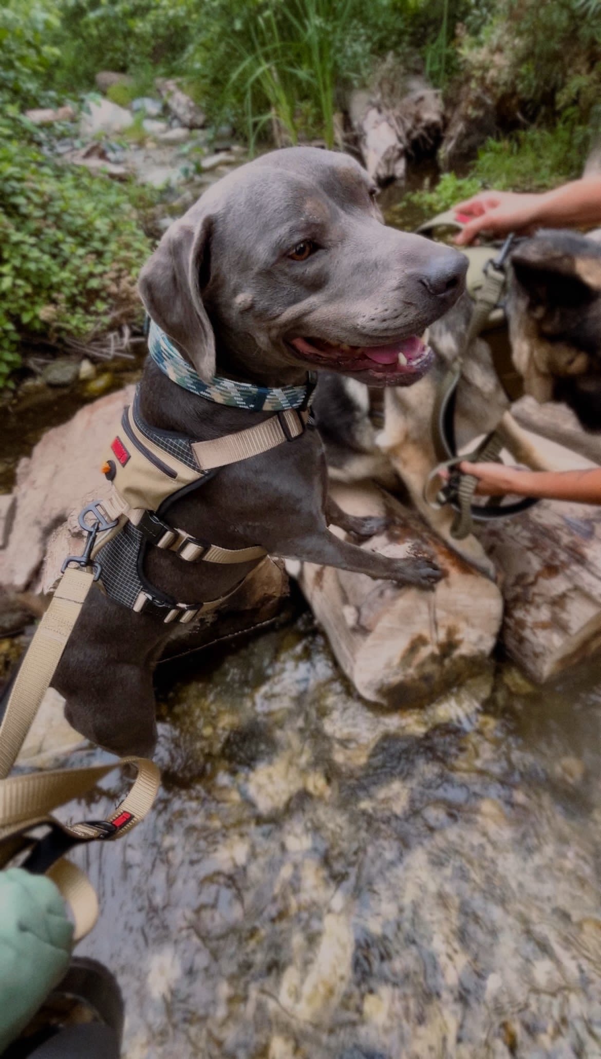 Ocean adopted dog