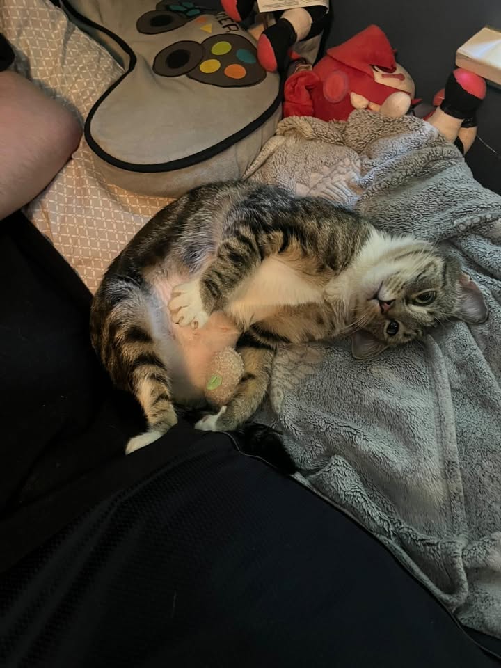 Oreo the cat