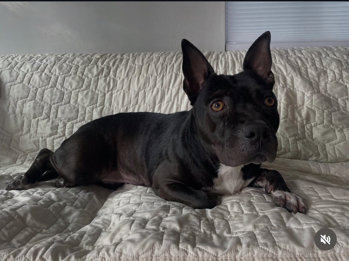 Pebbles the dog