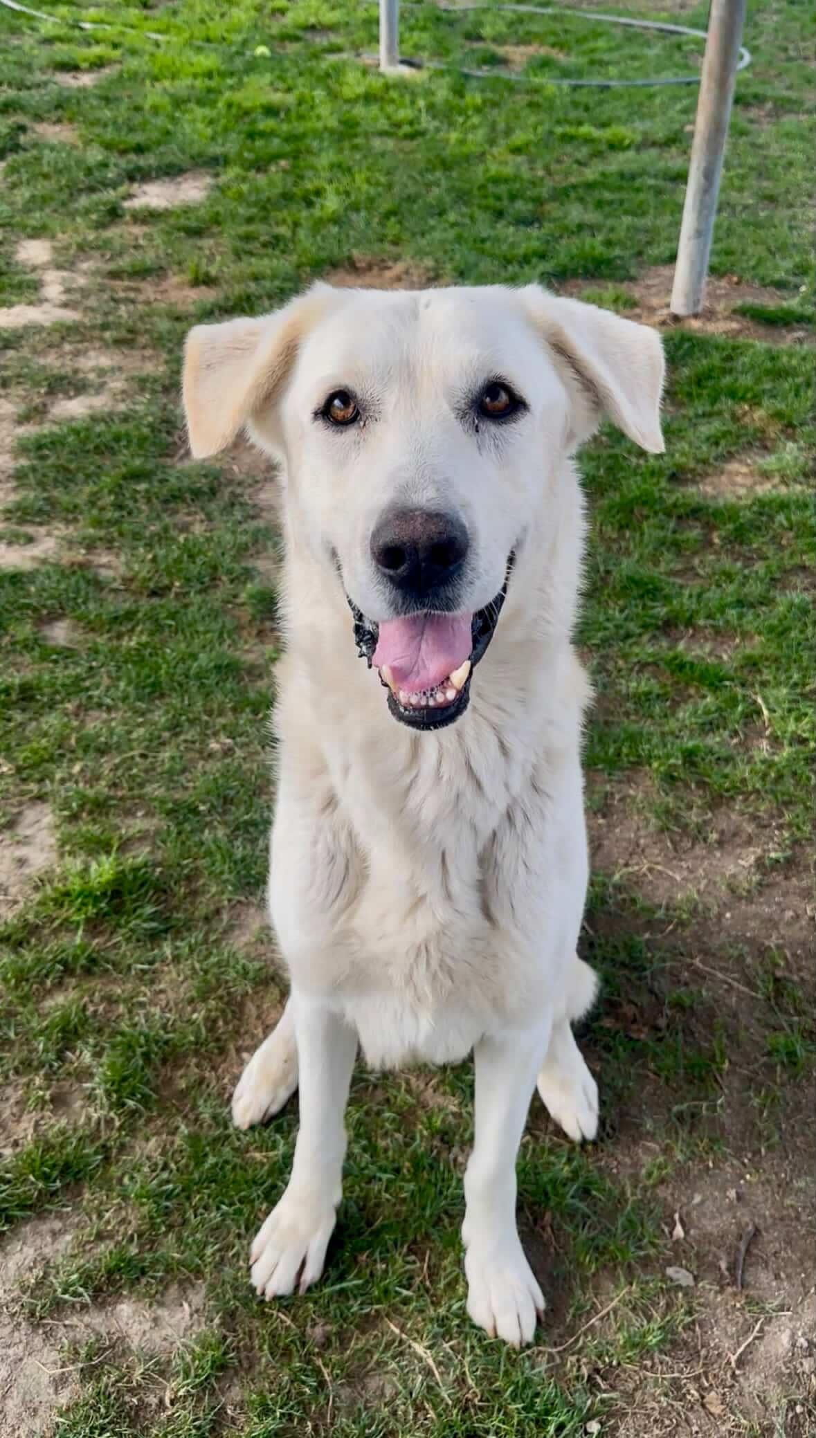Rocky the dog