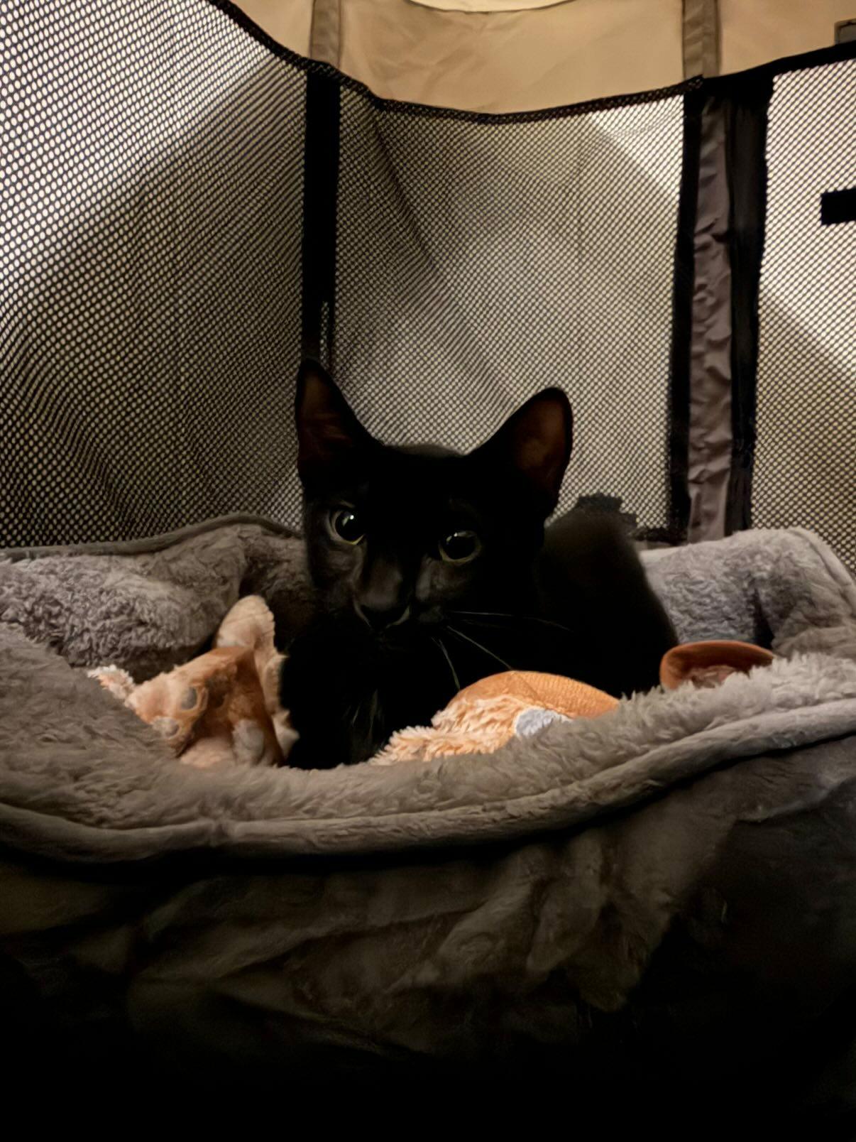 Sailor Moon adopted animal
