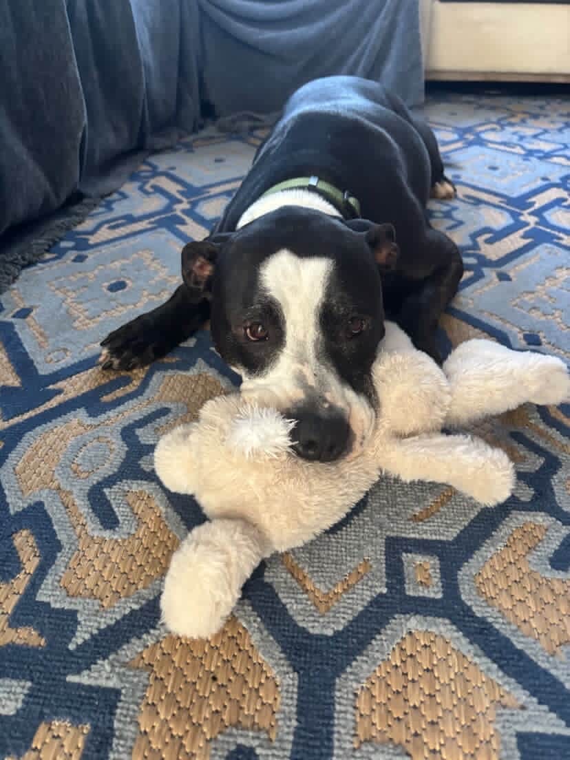 Star the dog