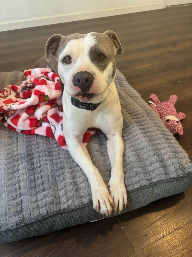 Trixie the dog